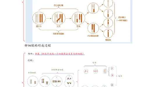解密07遗传的细胞学基础（讲义)（教师版）_通用版（老高考）复习资料_2023年复习资料_二轮复习_高频考点解密2023年高考生物二轮复习讲义+分层训练（全国通用）