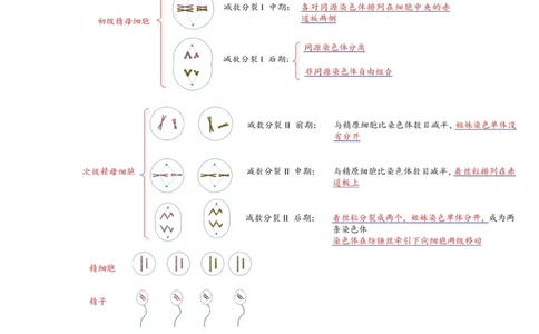 解密07遗传的细胞学基础（讲义)（教师版）_通用版（老高考）复习资料_2023年复习资料_二轮复习_高频考点解密2023年高考生物二轮复习讲义+分层训练（全国通用）