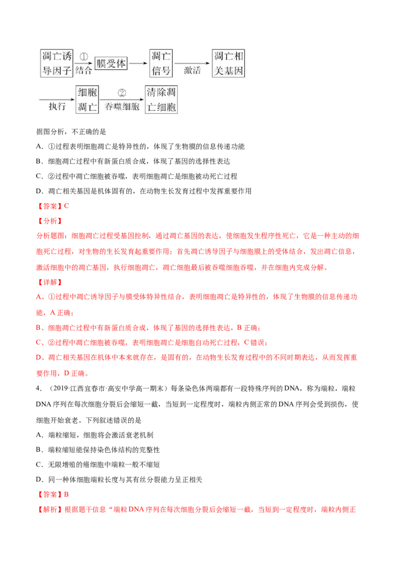 解密09细胞的分化、衰老、凋亡及癌变（分层训练）（解析版）_新高考复习资料_2021年新高考资料_高频考点解密2021年高考生物二轮复习讲义+分层训练4.7更新