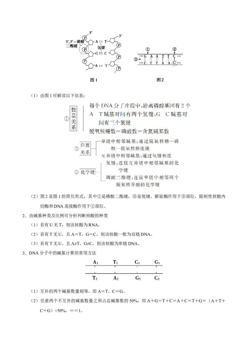 解密10遗传的分子基础（讲义）-高频考点解密2021年高考生物二轮复习讲义+分层训练_新高考复习资料_2021年新高考资料_高频考点解密2021年高考生物二轮复习讲义+分层训练4.7更新