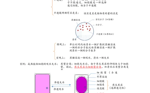 解密03细胞的物质输入和输出（讲义)（学生版）_通用版（老高考）复习资料_2023年复习资料_二轮复习_高频考点解密2023年高考生物二轮复习讲义+分层训练（全国通用）