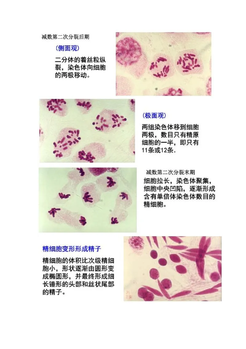 解密07遗传的细胞学基础（讲义)（学生版）_新高考复习资料_2023年新高考复习资料_二轮复习_高频考点解密2023年高考生物二轮复习讲义+分层训练（全国通用）288808838
