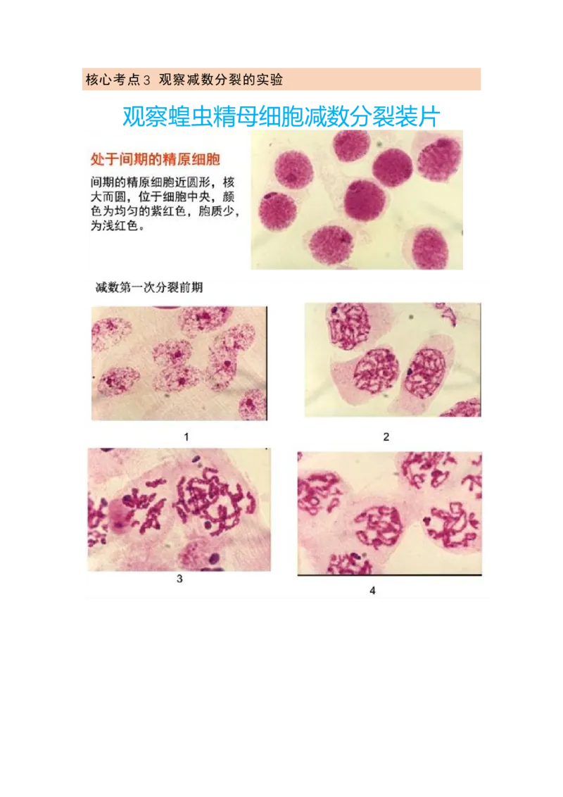 解密07遗传的细胞学基础（讲义)（学生版）_新高考复习资料_2023年新高考复习资料_二轮复习_高频考点解密2023年高考生物二轮复习讲义+分层训练（全国通用）288808838