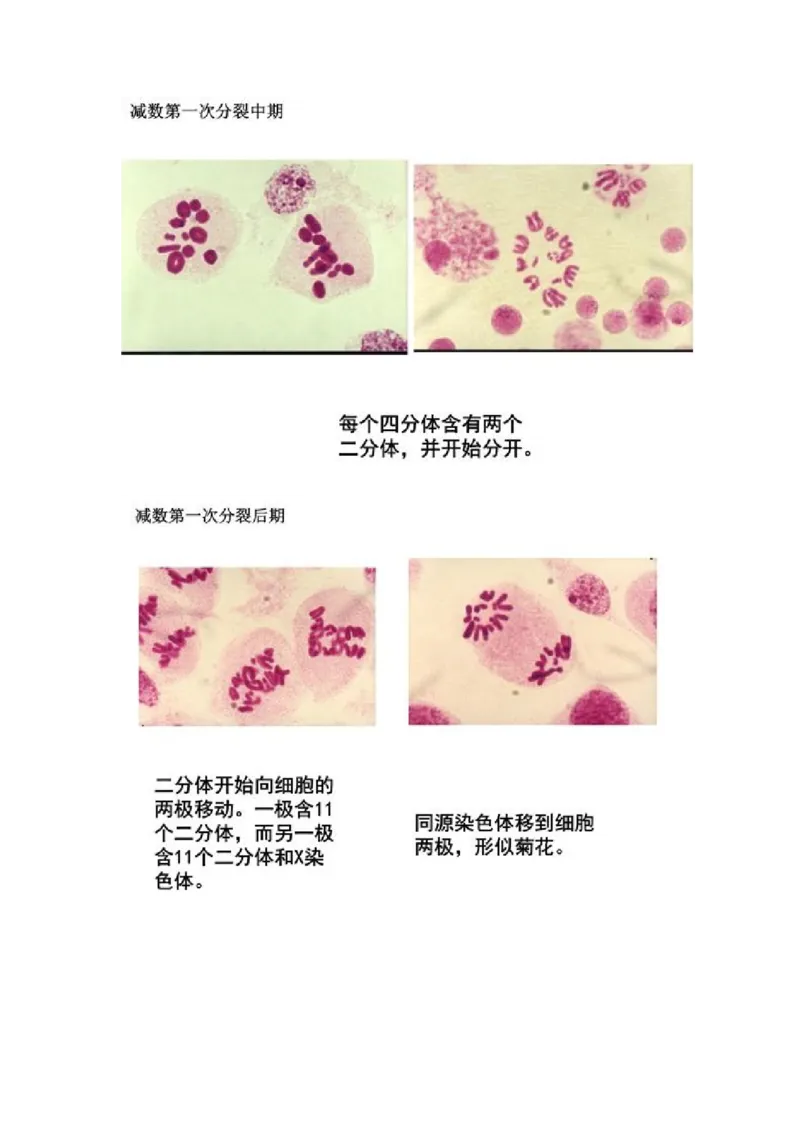 解密07遗传的细胞学基础（讲义)（学生版）_新高考复习资料_2023年新高考复习资料_二轮复习_高频考点解密2023年高考生物二轮复习讲义+分层训练（全国通用）288808838