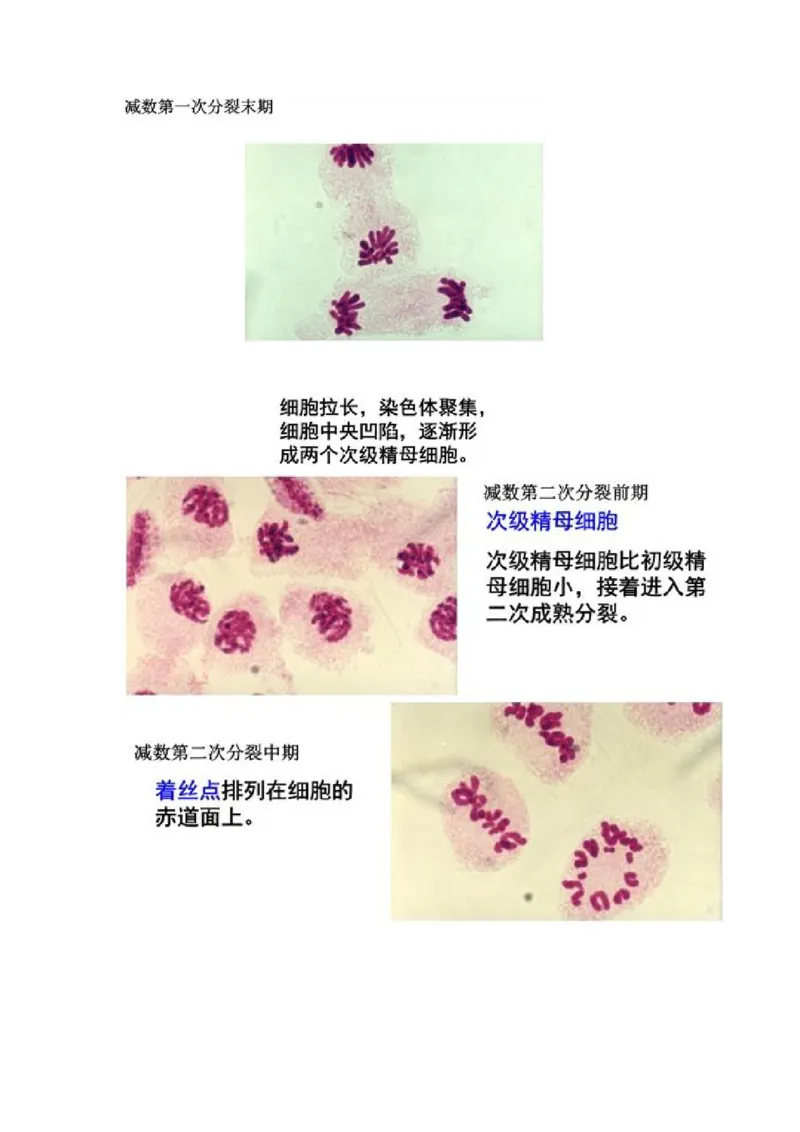 解密07遗传的细胞学基础（讲义)（学生版）_新高考复习资料_2023年新高考复习资料_二轮复习_高频考点解密2023年高考生物二轮复习讲义+分层训练（全国通用）288808838