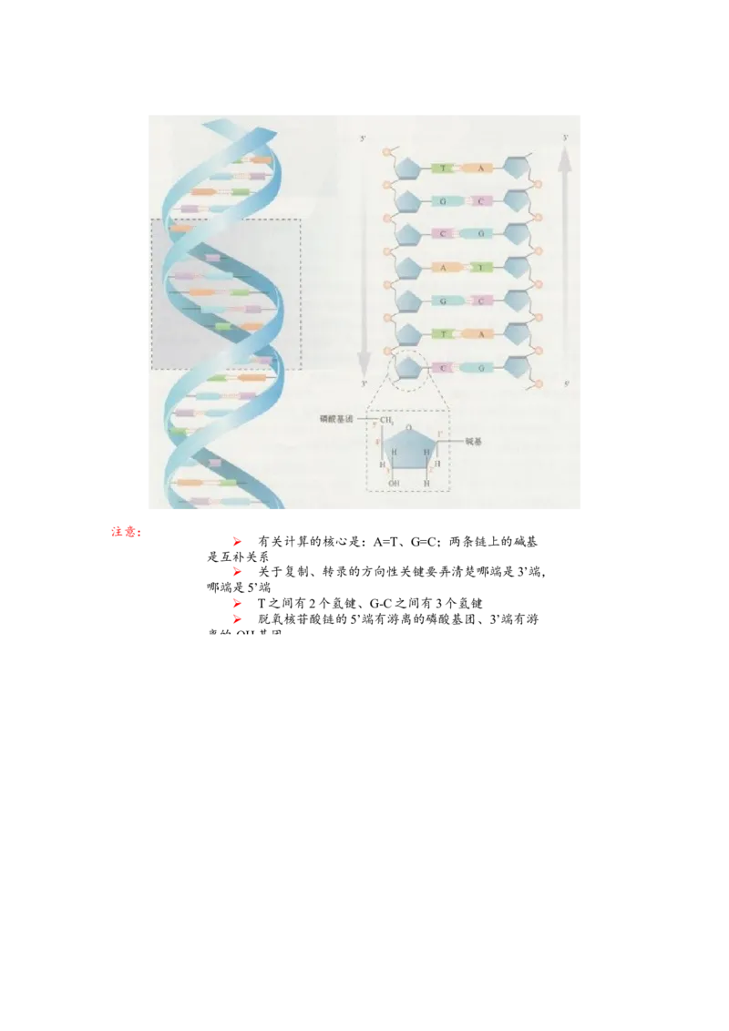 解密08遗传的分子学基础（讲义)（教师版）_新高考复习资料_2023年新高考复习资料_二轮复习_高频考点解密2023年高考生物二轮复习讲义+分层训练（全国通用）288808838