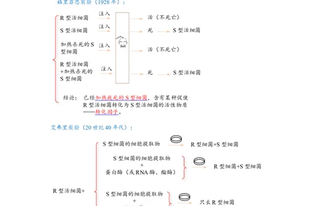 解密08遗传的分子学基础（讲义)（教师版）_新高考复习资料_2023年新高考复习资料_二轮复习_高频考点解密2023年高考生物二轮复习讲义+分层训练（全国通用）288808838