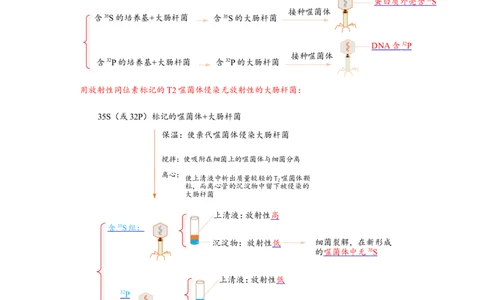 解密08遗传的分子学基础（讲义)（教师版）_新高考复习资料_2023年新高考复习资料_二轮复习_高频考点解密2023年高考生物二轮复习讲义+分层训练（全国通用）288808838