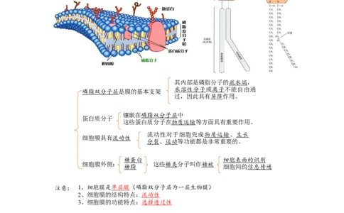解密02细胞的基本结构（讲义)（学生版）_新高考复习资料_2023年新高考复习资料_二轮复习_高频考点解密2023年高考生物二轮复习讲义+分层训练（全国通用）288808838