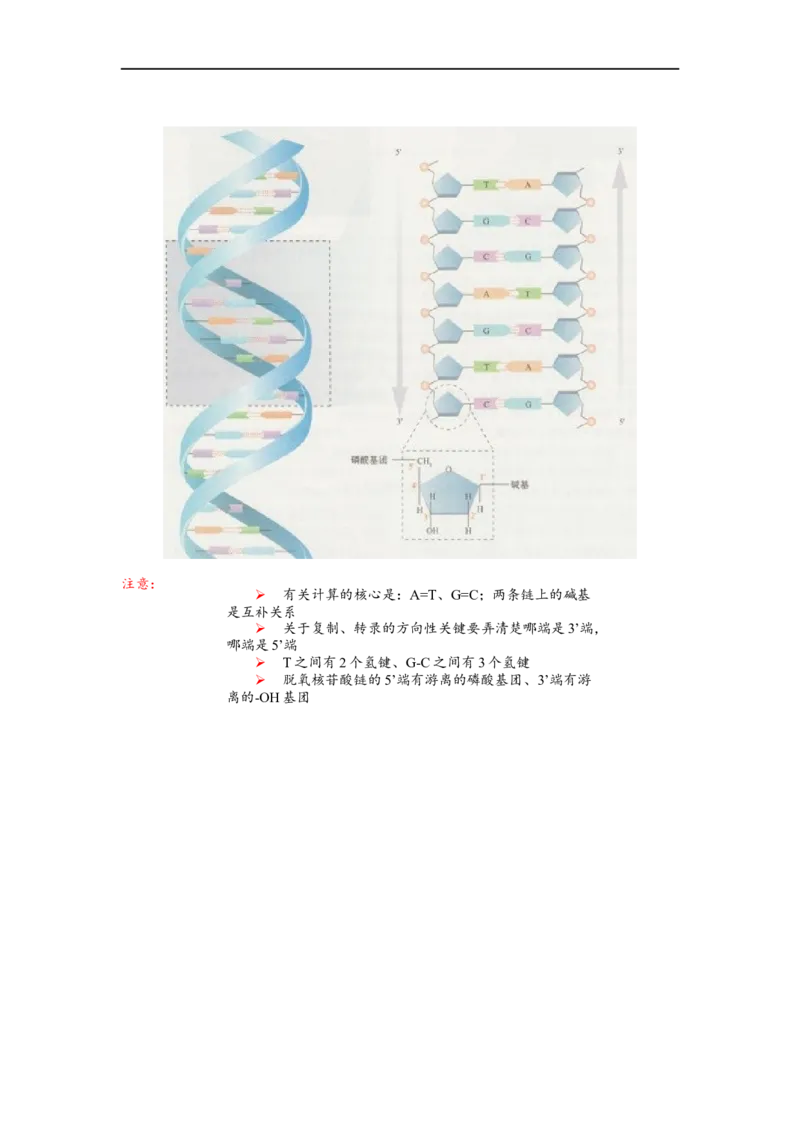 解密08遗传的分子学基础（讲义)（学生版）_通用版（老高考）复习资料_2023年复习资料_二轮复习_高频考点解密2023年高考生物二轮复习讲义+分层训练（全国通用）