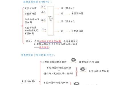 解密08遗传的分子学基础（讲义)（学生版）_通用版（老高考）复习资料_2023年复习资料_二轮复习_高频考点解密2023年高考生物二轮复习讲义+分层训练（全国通用）