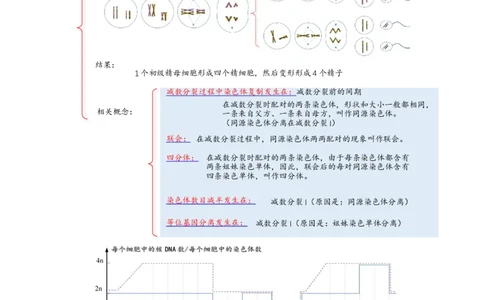 解密07遗传的细胞学基础（讲义)（教师版）_新高考复习资料_2023年新高考复习资料_二轮复习_高频考点解密2023年高考生物二轮复习讲义+分层训练（全国通用）288808838