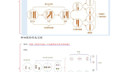 解密07遗传的细胞学基础（讲义)（教师版）_新高考复习资料_2023年新高考复习资料_二轮复习_高频考点解密2023年高考生物二轮复习讲义+分层训练（全国通用）288808838