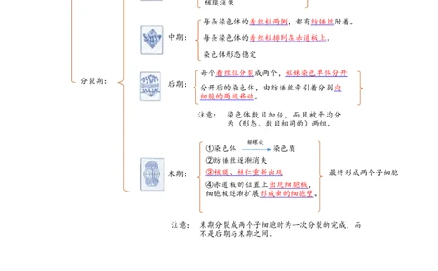 解密05细胞的生命历程（讲义)（学生版）_新高考复习资料_2023年新高考复习资料_二轮复习_高频考点解密2023年高考生物二轮复习讲义+分层训练（全国通用）288808838
