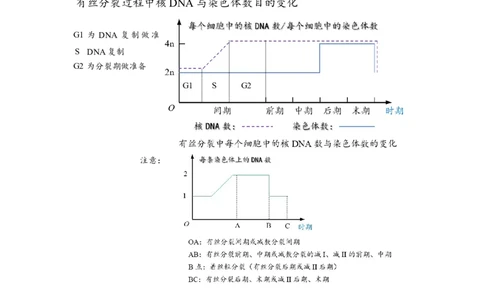 解密05细胞的生命历程（讲义)（学生版）_新高考复习资料_2023年新高考复习资料_二轮复习_高频考点解密2023年高考生物二轮复习讲义+分层训练（全国通用）288808838