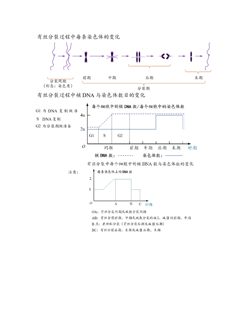 解密05细胞的生命历程（讲义)（学生版）_新高考复习资料_2023年新高考复习资料_二轮复习_高频考点解密2023年高考生物二轮复习讲义+分层训练（全国通用）288808838