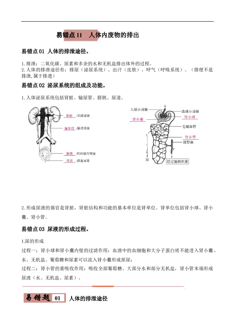 易错点11人体内废物的排出-备战2022年中考生物考试易错题（解析版）_6生物中考复习_2023年中考复习资料_专项复习_备战2022年中考生物考试易错题