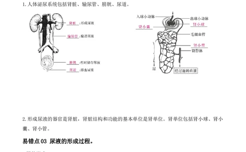 易错点11人体内废物的排出-备战2022年中考生物考试易错题（解析版）_6生物中考复习_2023年中考复习资料_专项复习_备战2022年中考生物考试易错题
