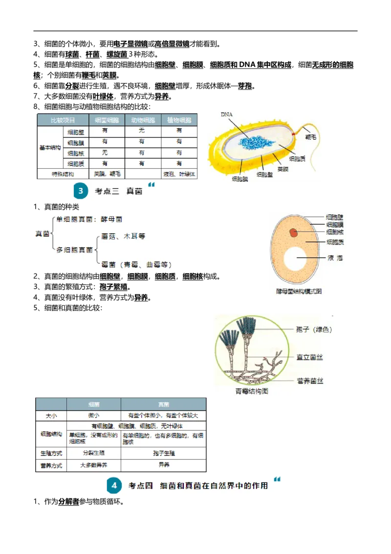 清单10细菌、真菌和病毒（6大考点+2大高频命题点）（教师版）_6生物中考复习_2024年中考复习资料_一轮复习资料_完口袋书2024年中考生物一轮复习知识清单_教师版（含答案解析）