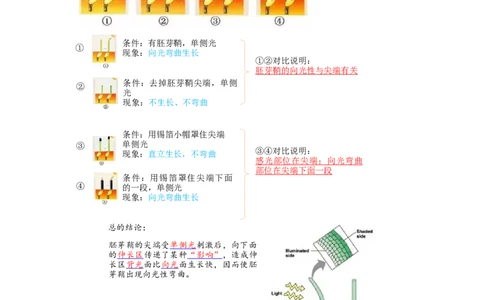 解密14植物生命活动的调节（讲义)（教师版）_新高考复习资料_2023年新高考复习资料_二轮复习_高频考点解密2023年高考生物二轮复习讲义+分层训练（全国通用）288808838