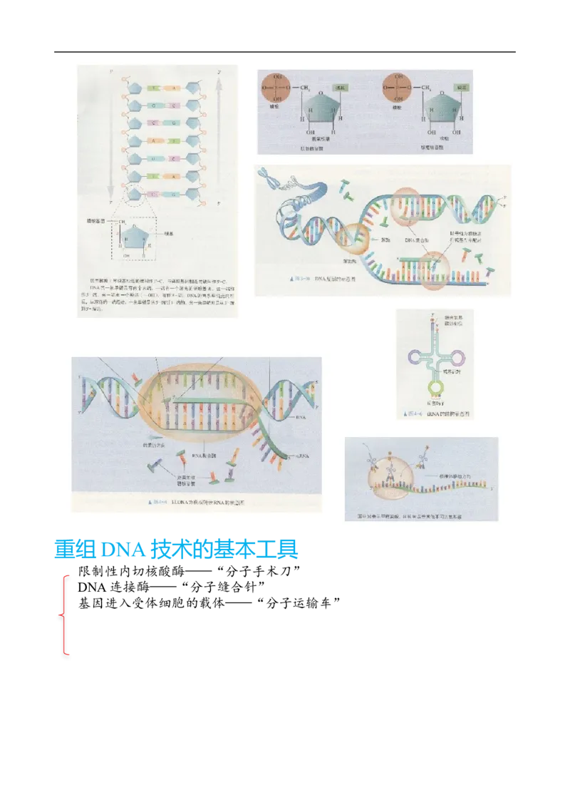 解密19基因工程（讲义）（教师版）_通用版（老高考）复习资料_2023年复习资料_二轮复习_高频考点解密2023年高考生物二轮复习讲义+分层训练（全国通用）