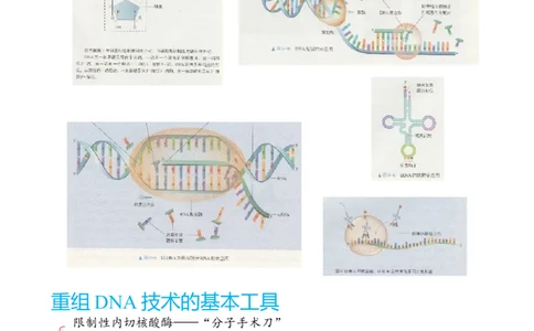 解密19基因工程（讲义）（教师版）_通用版（老高考）复习资料_2023年复习资料_二轮复习_高频考点解密2023年高考生物二轮复习讲义+分层训练（全国通用）