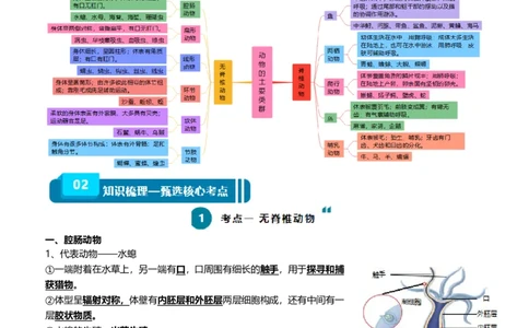 清单08动物的主要类群（2大考点+3大高频命题点）（教师版）_6生物中考复习_2024年中考复习资料_一轮复习资料_完口袋书2024年中考生物一轮复习知识清单_教师版（含答案解析）