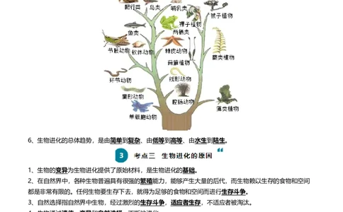 清单14生命起源和生物进化（3大考点+5大高频命题点）（教师版）_6生物中考复习_2024年中考复习资料_一轮复习资料_完口袋书2024年中考生物一轮复习知识清单