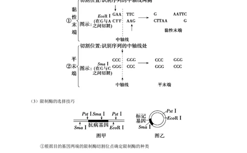 解密26基因工程（讲义）-高频考点解密2021年高考生物二轮复习讲义+分层训练_新高考复习资料_2021年新高考资料_高频考点解密2021年高考生物二轮复习讲义+分层训练4.7更新