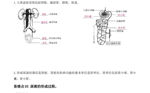 易错点11人体内废物的排出-备战2022年中考生物考试易错题（原卷版）_6生物中考复习_2023年中考复习资料_专项复习_备战2022年中考生物考试易错题