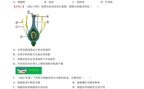 热点01植物的细胞结构及开花和结果-2023年中考生物热点&middot;重点&middot;难点专练（全国通用）（原卷版）_6生物中考复习_2023年中考复习资料_专项复习