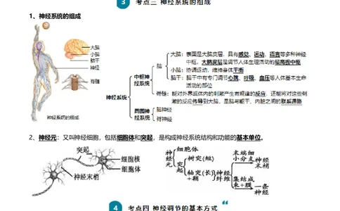 清单07人体生命活动的调节（5大考点+6大高频命题点）（教师版）_6生物中考复习_2024年中考复习资料_一轮复习资料_完口袋书2024年中考生物一轮复习知识清单