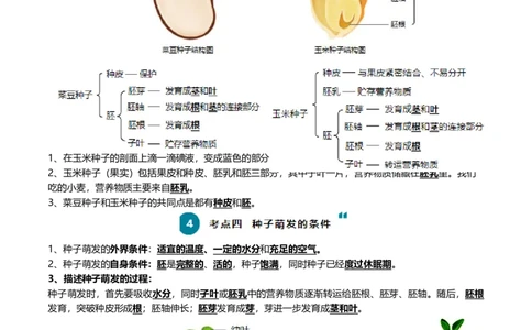 清单03生物圈中有哪些绿色植物+被子植物的一生（6大考点+6大高频命题点）（教师版）_6生物中考复习_2024年中考复习资料_一轮复习资料_完口袋书2024年中考生物一轮复习知识清单