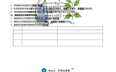 清单03生物圈中有哪些绿色植物+被子植物的一生（6大考点+6大高频命题点）（教师版）_6生物中考复习_2024年中考复习资料_一轮复习资料_完口袋书2024年中考生物一轮复习知识清单