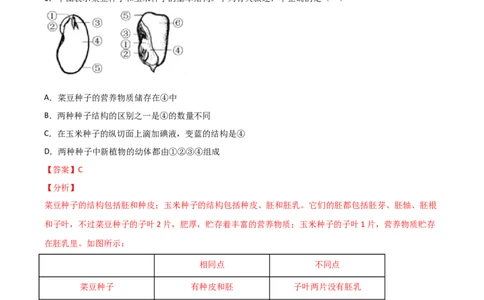 易错点03生物圈中的绿色植物-备战2022年中考生物考试易错题（解析版）_6生物中考复习_2023年中考复习资料_专项复习_备战2022年中考生物考试易错题