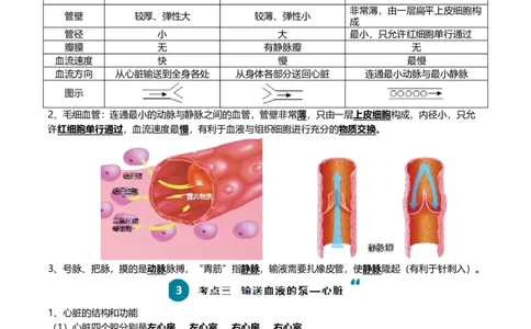清单06人体内的物质运输与废物排出（6大考点+6大高频命题点）（教师版）_6生物中考复习_2024年中考复习资料_一轮复习资料_完口袋书2024年中考生物一轮复习知识清单