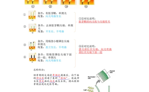 解密14植物生命活动的调节（讲义)（学生版）_通用版（老高考）复习资料_2023年复习资料_二轮复习_高频考点解密2023年高考生物二轮复习讲义+分层训练（全国通用）