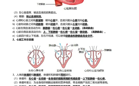 清单06人体内的物质运输与废物排出（6大考点+6大高频命题点）（学生版）_6生物中考复习_2024年中考复习资料_一轮复习资料_完口袋书2024年中考生物一轮复习知识清单