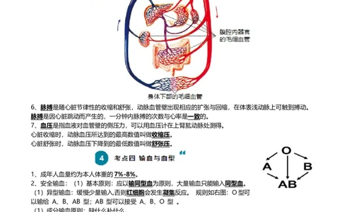清单06人体内的物质运输与废物排出（6大考点+6大高频命题点）（学生版）_6生物中考复习_2024年中考复习资料_一轮复习资料_完口袋书2024年中考生物一轮复习知识清单