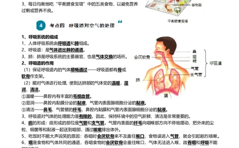 清单05人体的营养与呼吸（5大考点+5大高频命题点）（学生版）_6生物中考复习_2024年中考复习资料_一轮复习资料_完口袋书2024年中考生物一轮复习知识清单