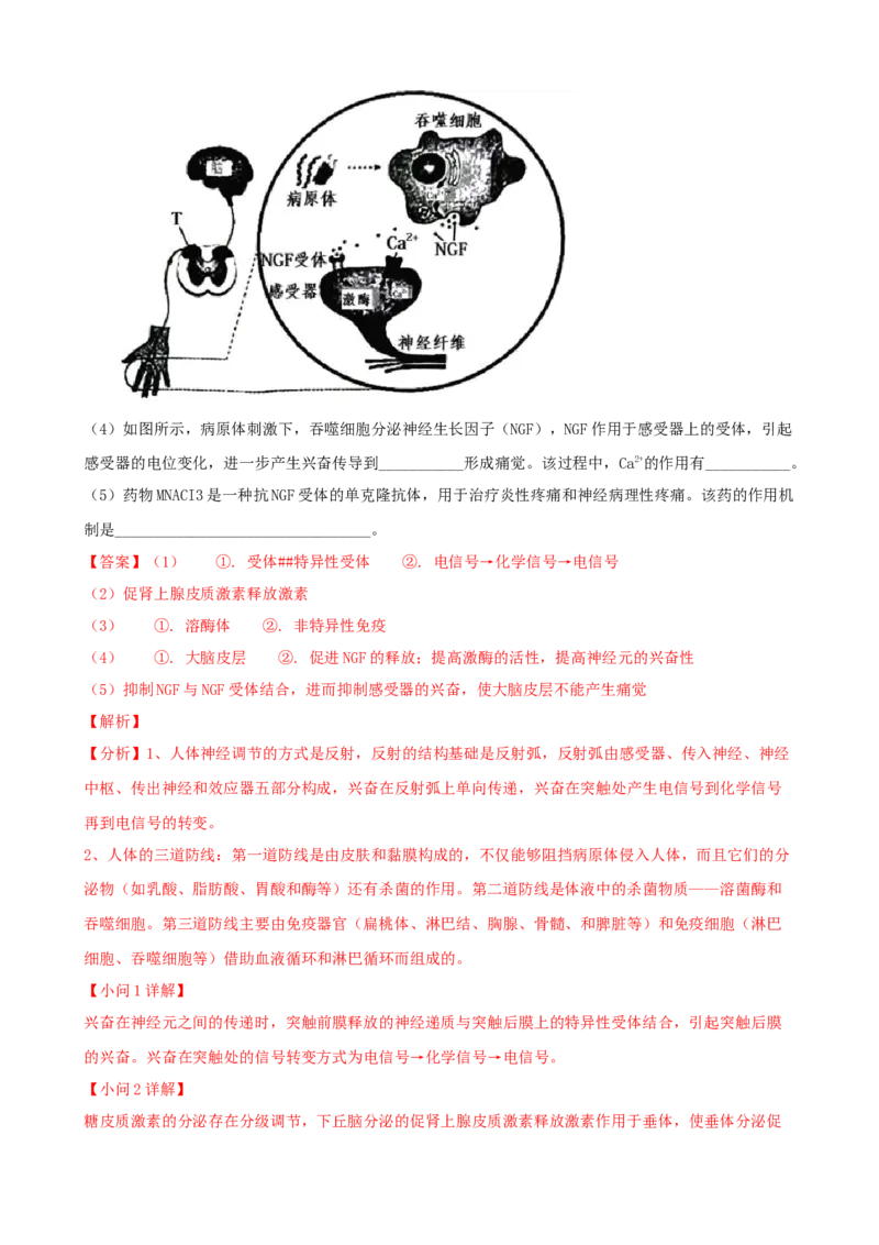 解密13免疫调节（讲义)（教师版）_新高考复习资料_2023年新高考复习资料_二轮复习_高频考点解密2023年高考生物二轮复习讲义+分层训练（全国通用）288808838