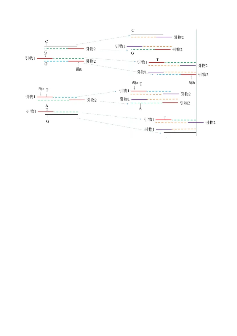 解密19基因工程（讲义）（学生版）_新高考复习资料_2023年新高考复习资料_二轮复习_高频考点解密2023年高考生物二轮复习讲义+分层训练（全国通用）288808838