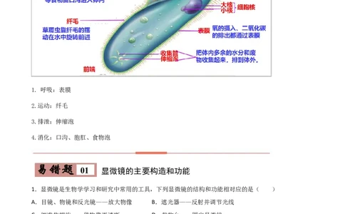 易错点02生物体的结构层次-备战2022年中考生物考试易错题（解析版）_6生物中考复习_2023年中考复习资料_专项复习_备战2022年中考生物考试易错题