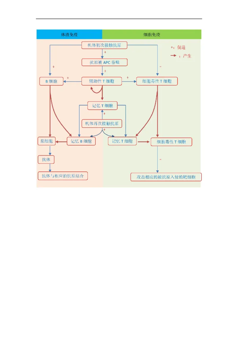 解密13免疫调节（讲义)（学生版）_通用版（老高考）复习资料_2023年复习资料_二轮复习_高频考点解密2023年高考生物二轮复习讲义+分层训练（全国通用）