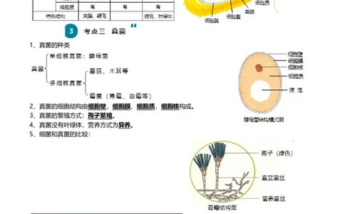 清单10细菌、真菌和病毒（6大考点+2大高频命题点）（学生版）_6生物中考复习_2024年中考复习资料_一轮复习资料_完口袋书2024年中考生物一轮复习知识清单