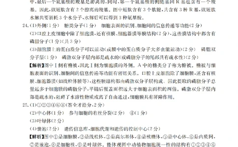 辽宁省2025-2026学年高一上学期11月联考（26-108A）生物答案_2025年12月高一试卷_251201金太阳&middot;辽宁省2025-2026学年高一上学期11月联考（26-108A）（全）