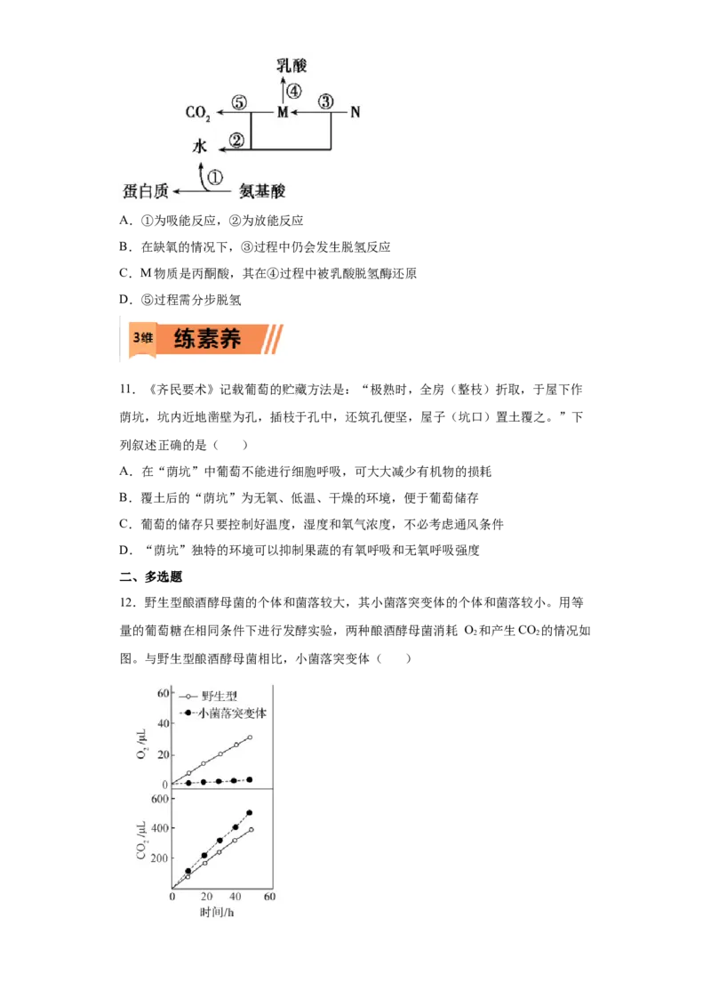 课时08细胞呼吸的类型、过程及影响因素-2023年高考生物一轮复习小题多维练（原卷板）_通用版（老高考）复习资料_2023年复习资料_一轮复习