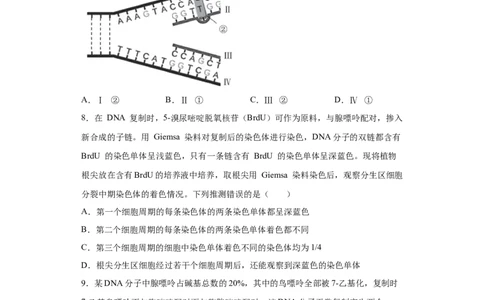 课时15DNA分子的结构、复制与基因的本质-2023年高考生物一轮复习小题多维练（原卷版）_通用版（老高考）复习资料_2023年复习资料_一轮复习