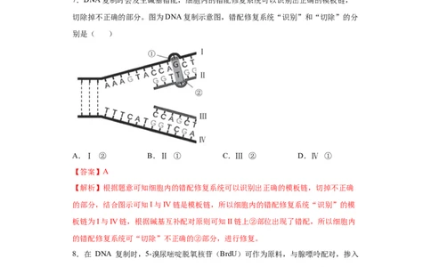 课时15DNA分子的结构、复制与基因的本质-2023年高考生物一轮复习小题多维练（解析版）_通用版（老高考）复习资料_2023年复习资料_一轮复习
