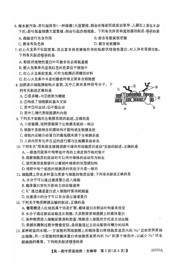 辽宁省锦州市某校2024-2025学年高一上学期期中质量检测生物试卷_2024年12月试卷_1202辽宁省锦州市某校2024-2025学年高一上学期期中质量检测